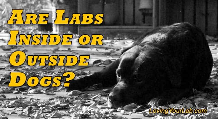 are labradors outside dogs