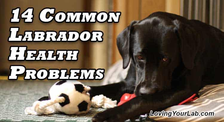 Black Labrador lying on the floor with toy next to the title text 14 Common Labrador Health Problems