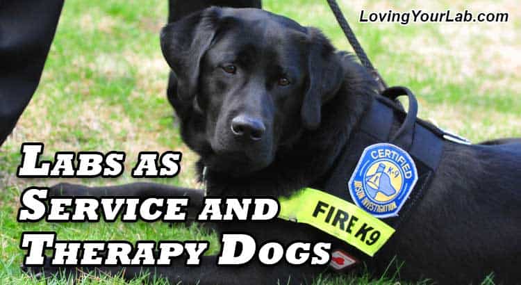 Labradors as Service and Therapy Dogs 