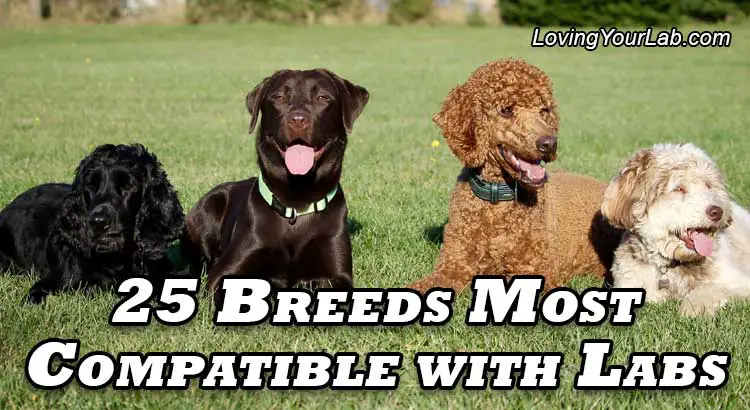 compatible dog breeds