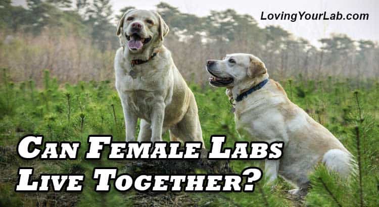 are labs and labrador retrievers good liveing together